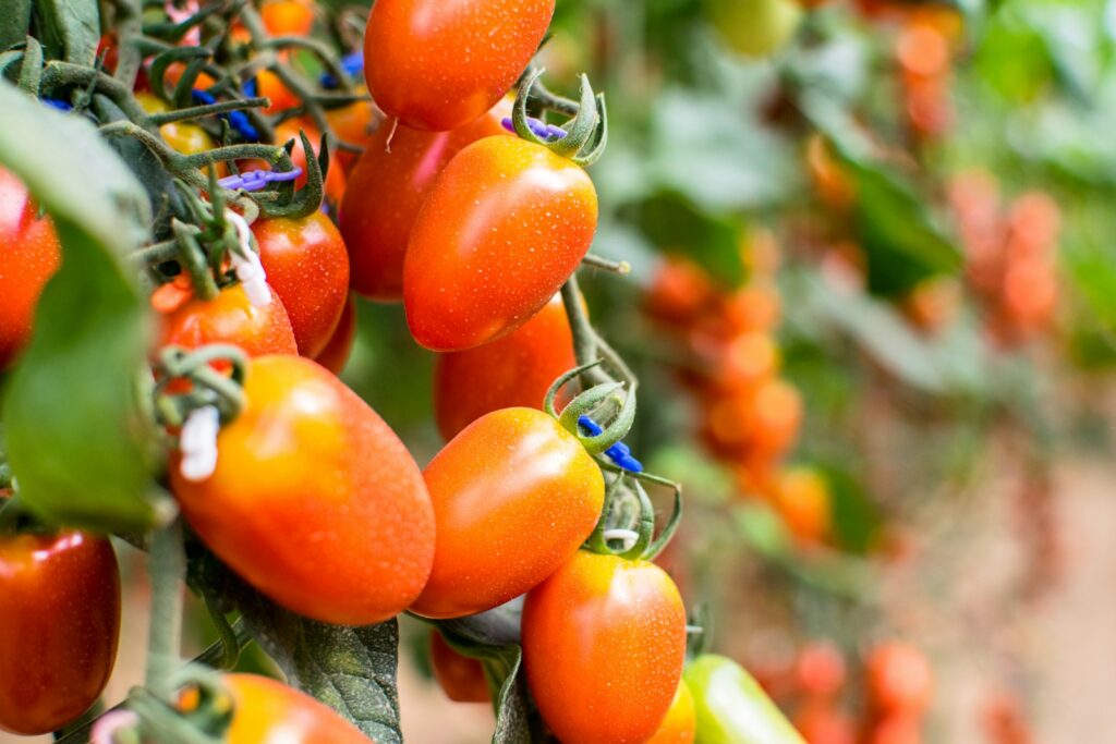 Plant de tomates