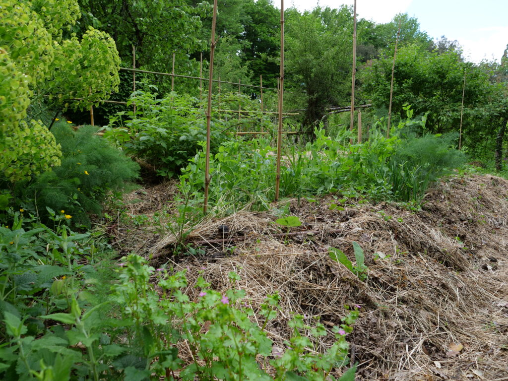 Vegetable garden, Permaculture